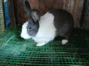 හාවාන්