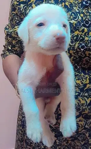 Labrador Puppies