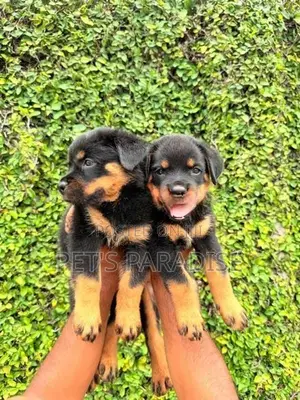 Rottweiler Puppy's