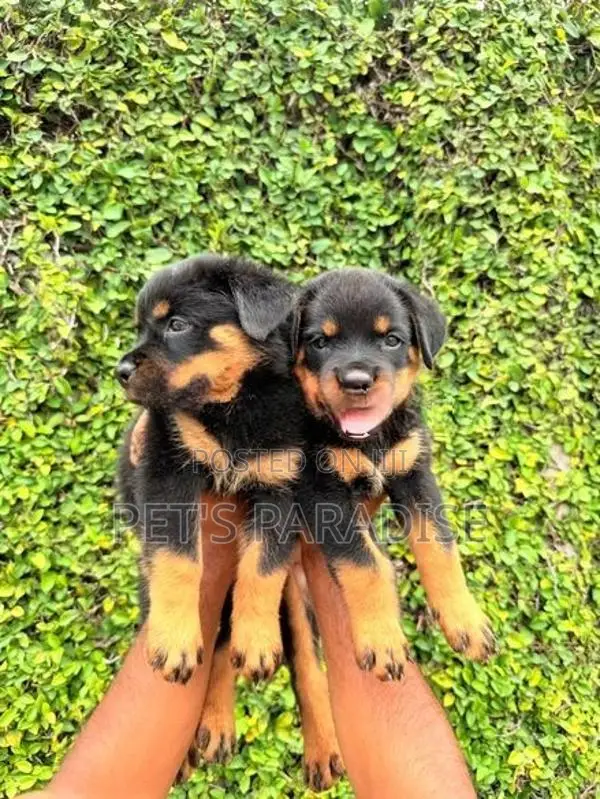 Rottweiler Puppy's