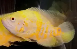 Albino Tiger Oscar