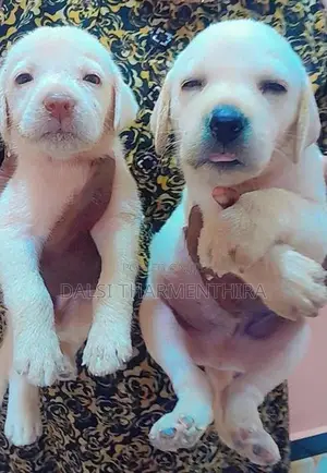 Labrador Puppies