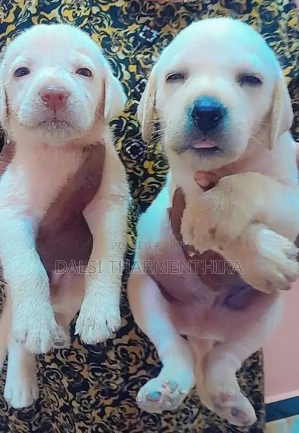Labrador Puppies