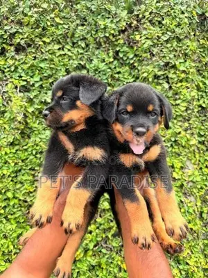 Rottweiler Puppy's