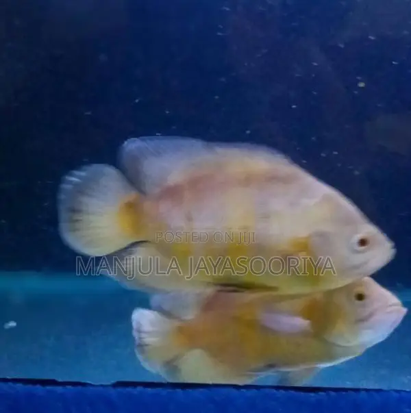 Albino Tiger Oscar