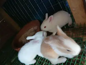 හාවාන්