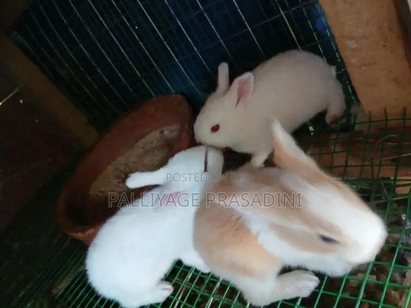 හාවාන්