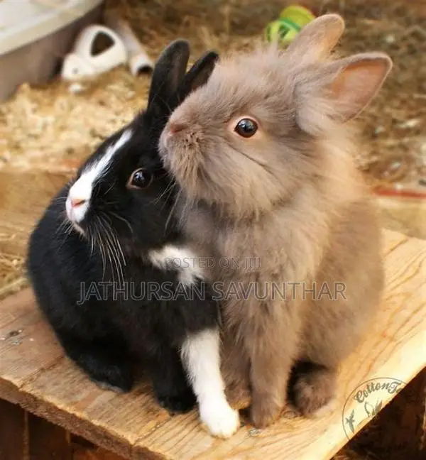 Rabbits