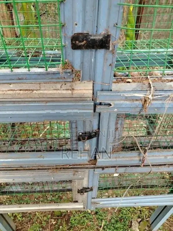 Chicken Cage