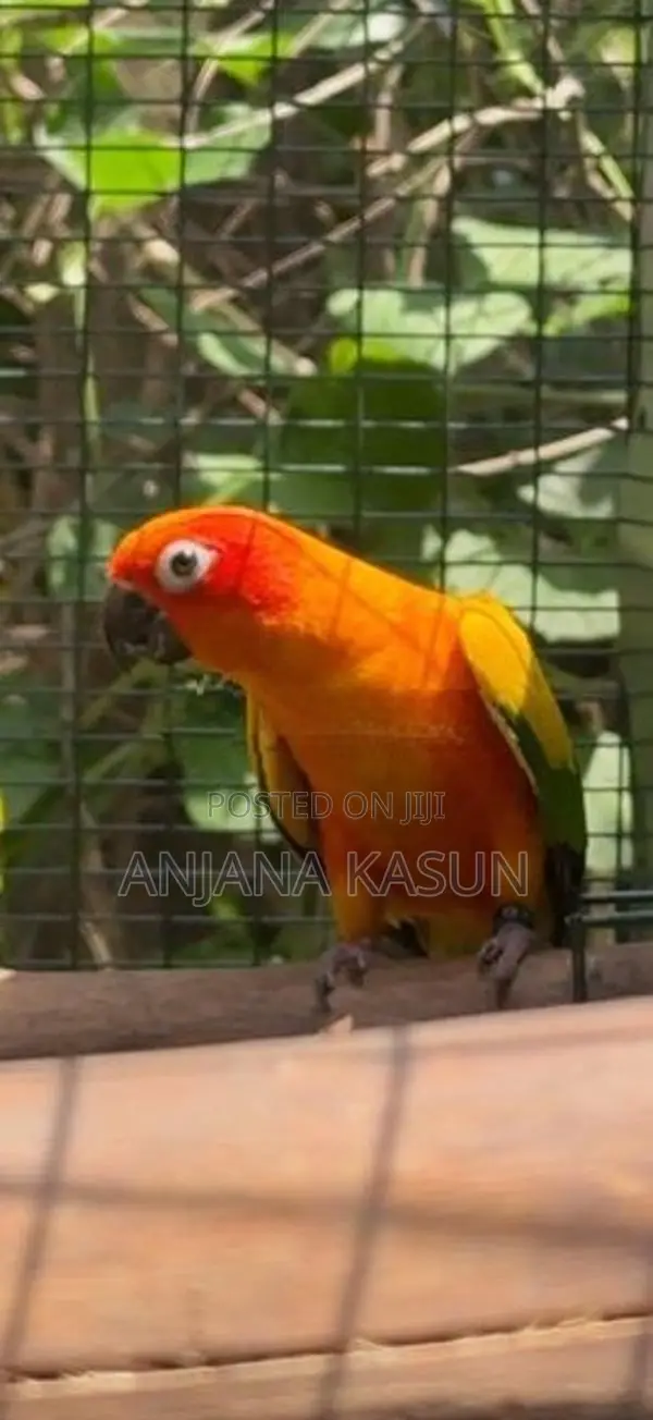 Sunconure Female Birds