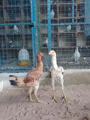 Rooster