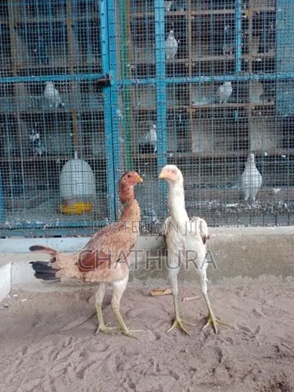 Rooster