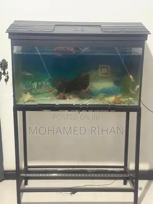 Fish Tank