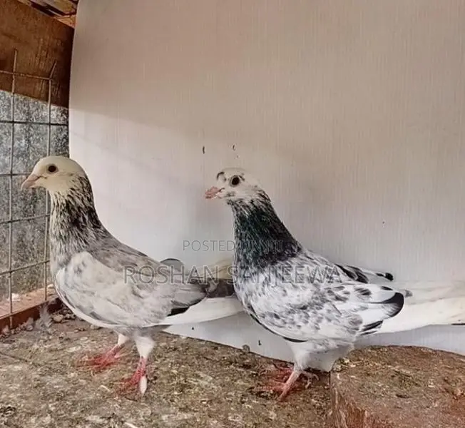 Pigeon