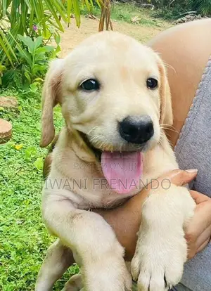 Labrador Puppy