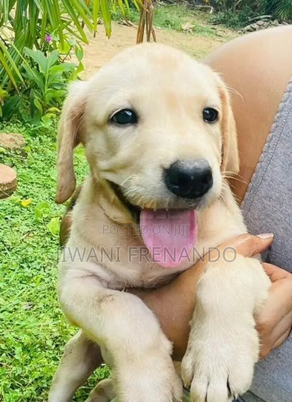 Labrador Puppy