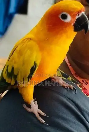 Sunconure Birds