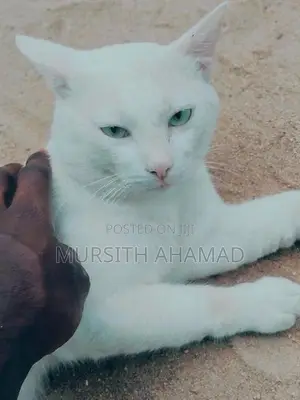 Persian Mix