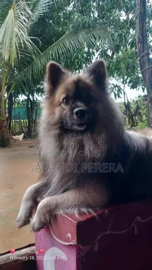 Long Coat Pomeranian Puppies