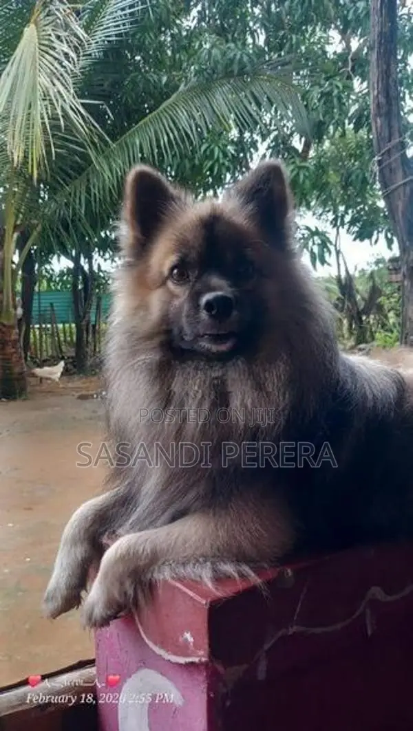 Long Coat Pomeranian Puppies