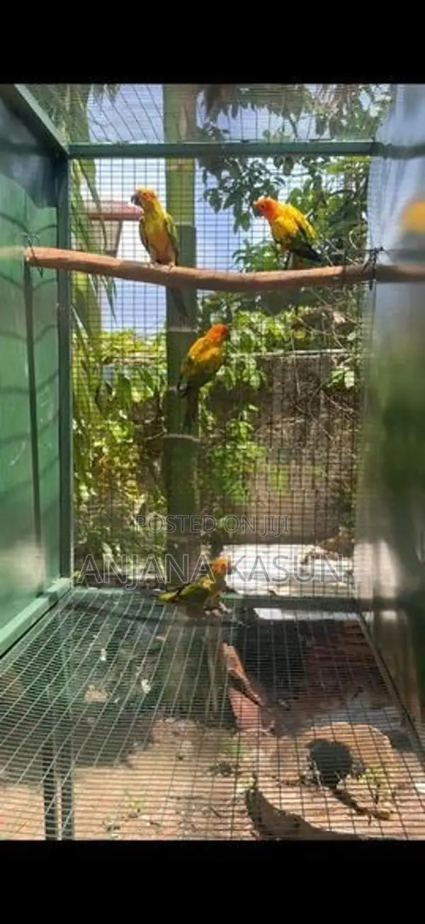 Sunconure Female Birds