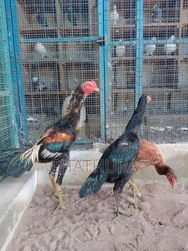 Rooster