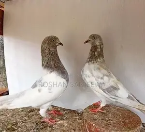 Pigeon