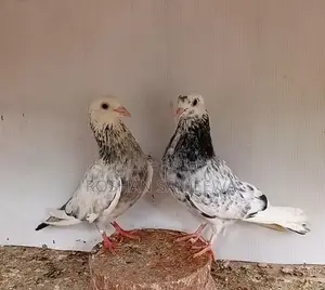 Pigeons