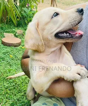 Labrador Puppy