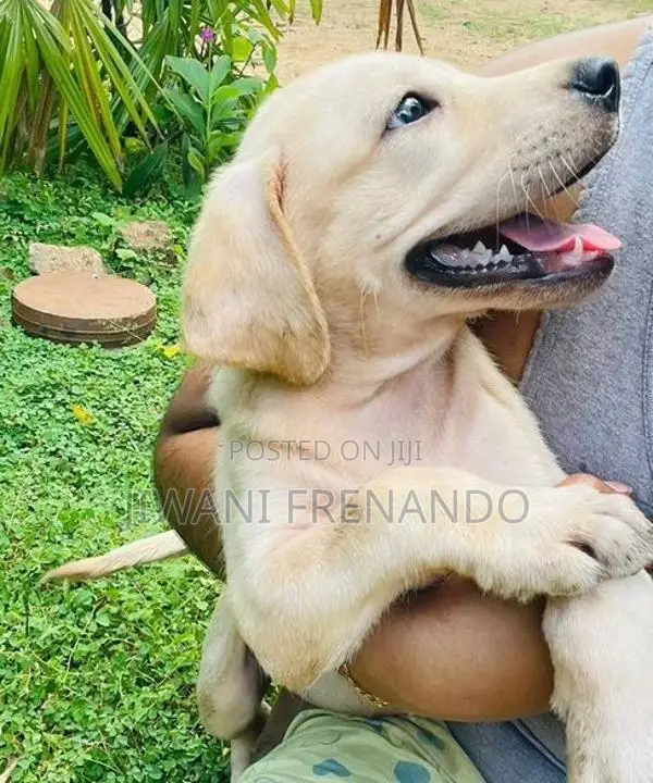 Labrador Puppy