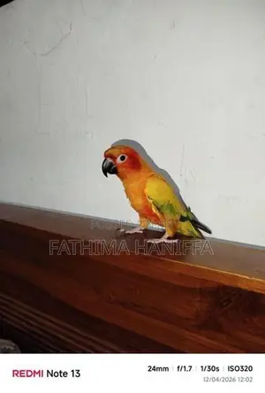 Sunconure Birds