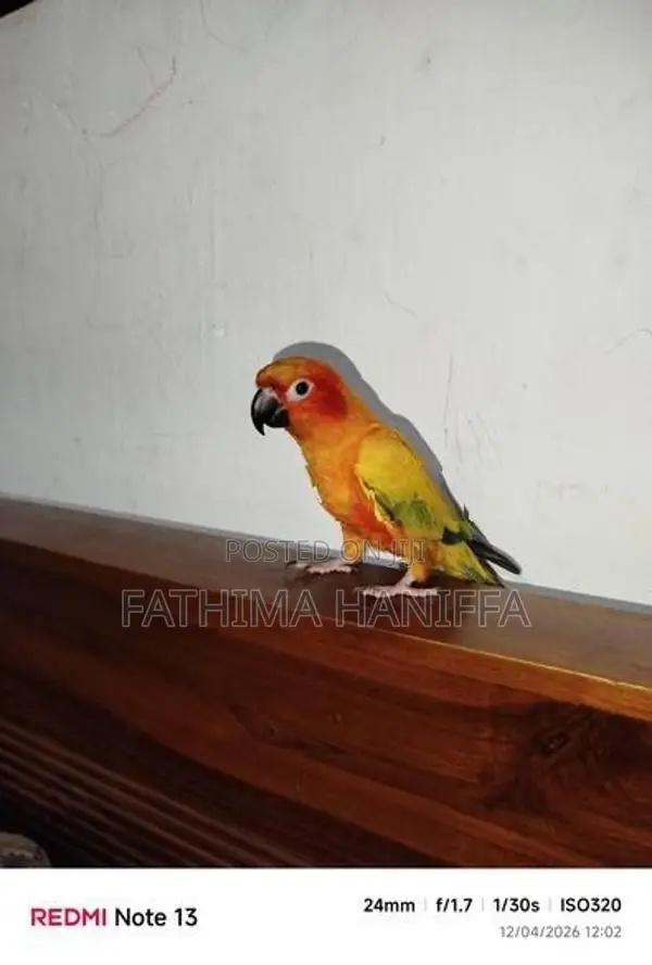Sunconure Birds