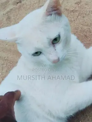 Persian Mix