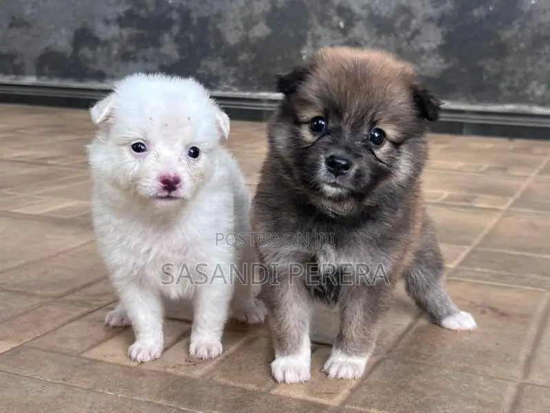 Long Coat Pomeranian Puppies