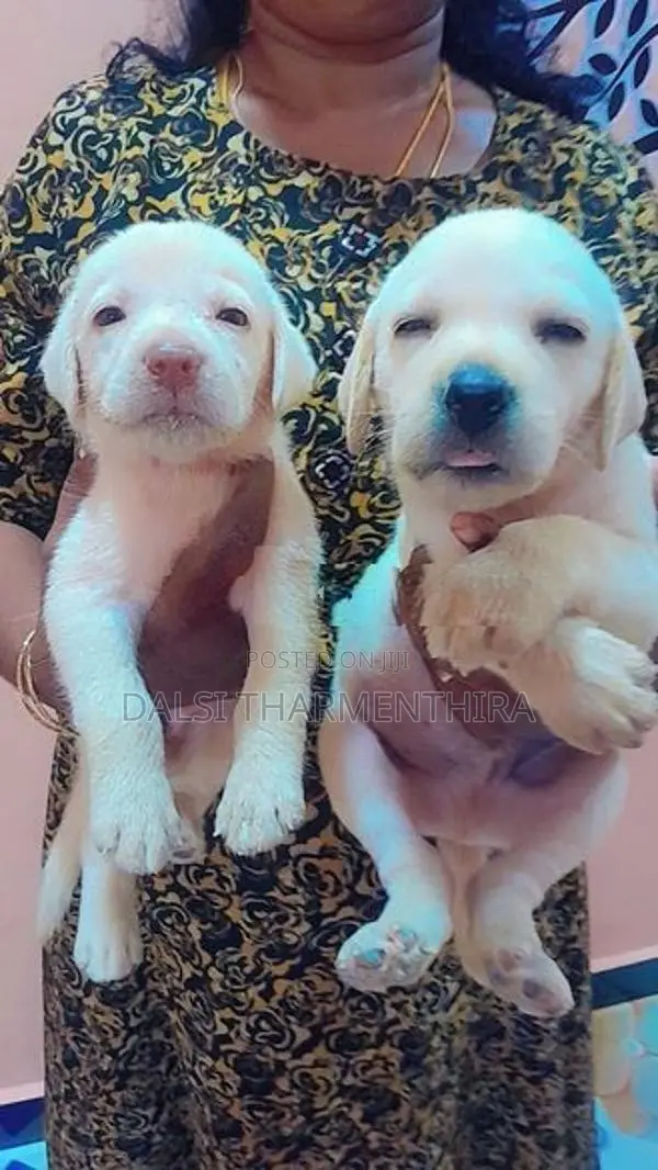Labrador Puppy