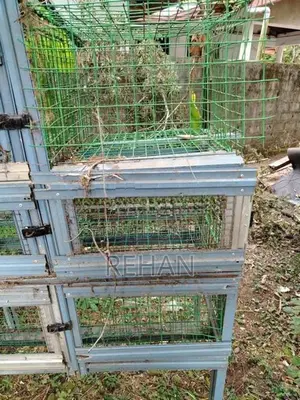Chicken Cage