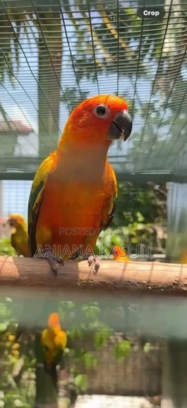 Sunconure Female Birds