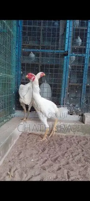 Rooster