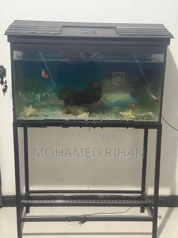 Fish Tank