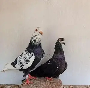 Pigeons