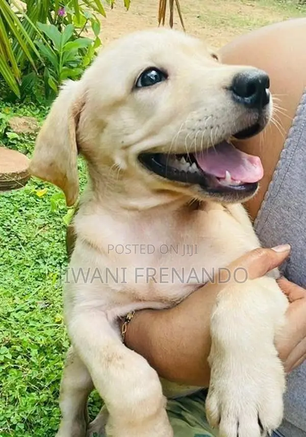 Labrador Puppy