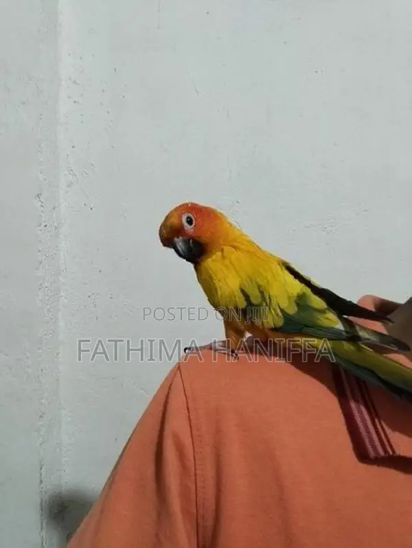 Sunconure Birds