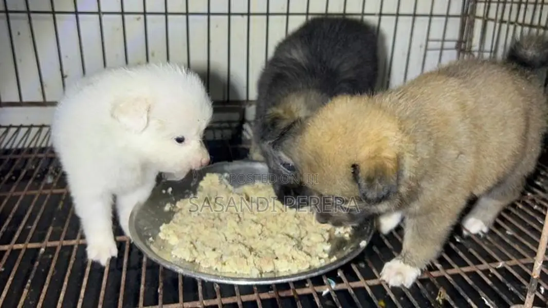Long Coat Pomeranian Puppies