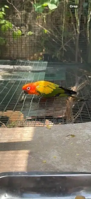 Sunconure Female Birds