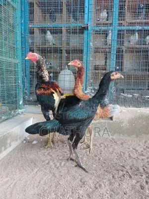 Rooster