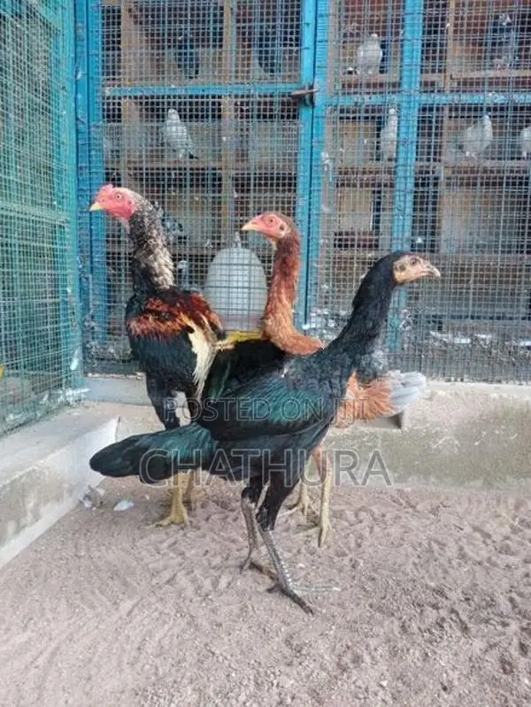Rooster