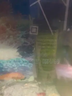 Fish Tank