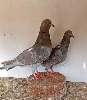 Pigeon