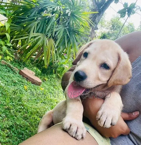 Labrador Puppy