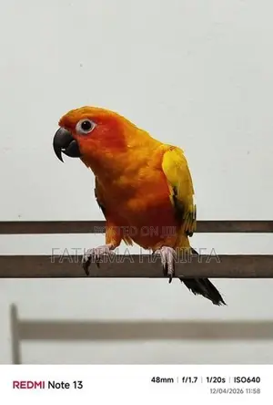 Sunconure Birds